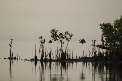 mangroves in San Felipe