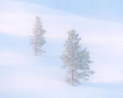 2 bomen in de sneeuw in Noord Noorwegen