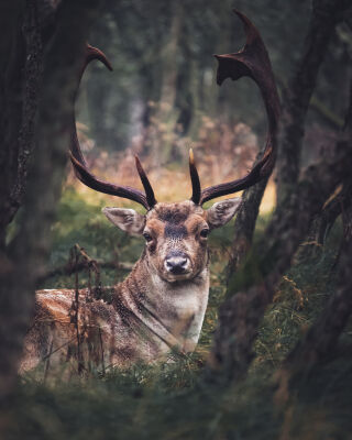 Staredown Deer With Impressive Antlers