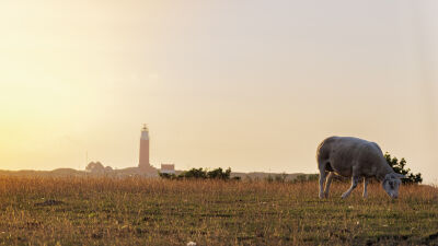 The sheep and the lighthouse