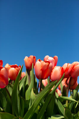 Red Dutch tulips