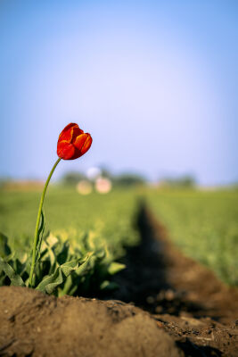 De eenzame rode tulp