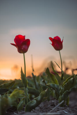 Rode tulpen in de avondzon