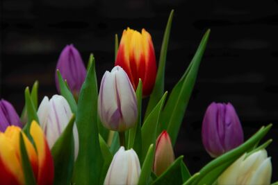 Frisse gekleurde tulpen