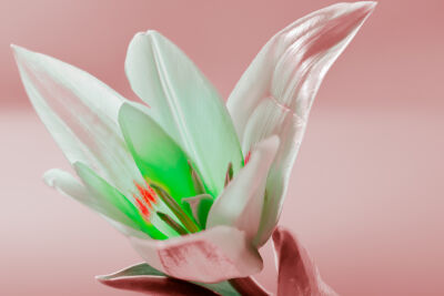 Decoratieve zachte tulpen kunst