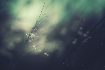 Winter Reed (2)