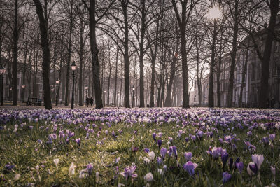 Voorjaar in Den Haag