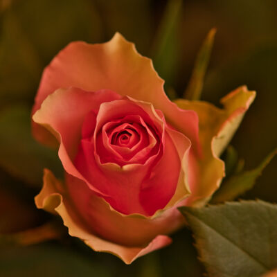 Vintage rose met gele roos close up