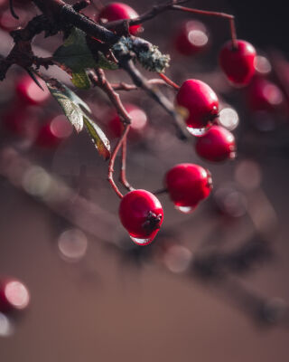 Waterdrop Wild Cherry Plum Bokeh