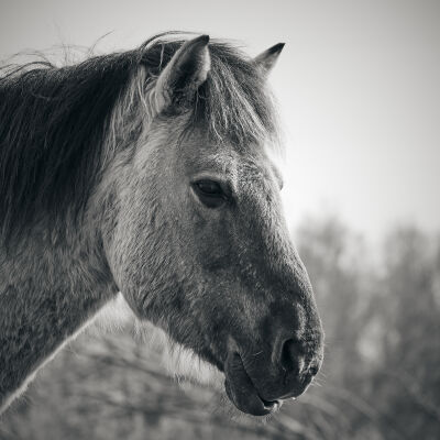 przewalskipaard in de Oostvaardersplassen VI (Konik paard) - zwart/wit