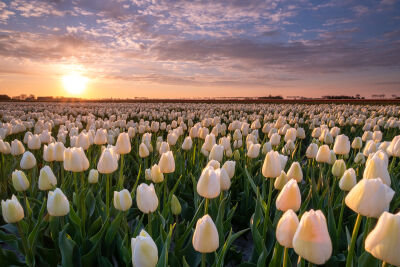 Mooi ochtendlicht boven witte tulpen