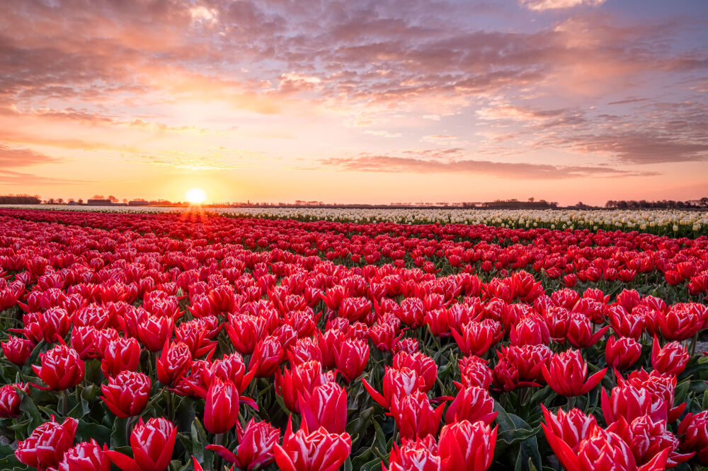 Warme zonsopkomst bij rood witte tulpen