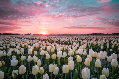 Kleurrijke zonsopkomst boven witte tulpen op Goeree