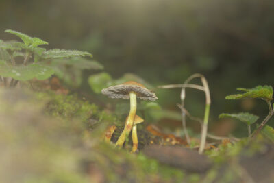 Dreamy fungus